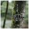 Une caméra de piste de camouflage est attachée au tronc d'un arbre dans une forêt, utilisée pour la surveillance de la faune avec un arrière-plan flou de feuillage.
