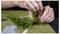 Les mains utilisent un outil de précision pour planter ou réparer un paysage de maquette miniature avec de l'herbe et de petits arbustes.