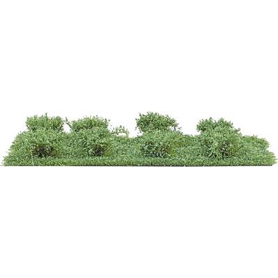 Une large rangée de buissons ou d'arbustes verts denses formant une haie basse, avec des sommets arrondis et aucun autre objet visible.