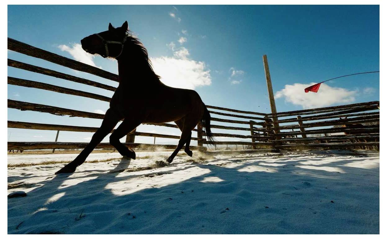 Cheval noir en silhouette trottant dans un enclos enneigé, rétroéclairé par un ciel bleu et un soleil bas, avec une clôture en bois et un drapeau rouge en arrière-plan.
