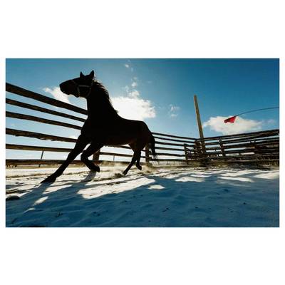 Cheval noir en silhouette trottant dans un enclos enneigé, rétroéclairé par un ciel bleu et un soleil bas, avec une clôture en bois et un drapeau rouge en arrière-plan.