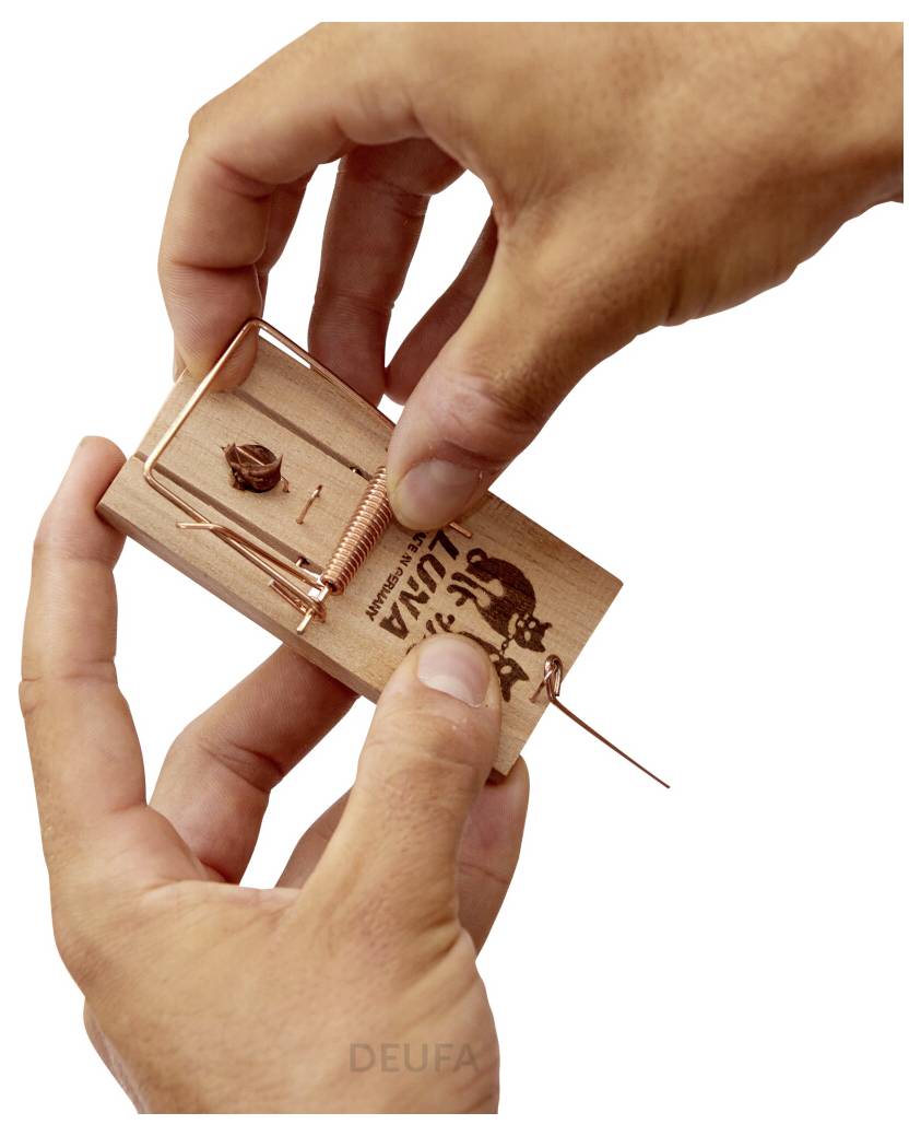 Mains mettant en place un piège à souris en bois, avec l'appât et le mécanisme à ressort visibles.