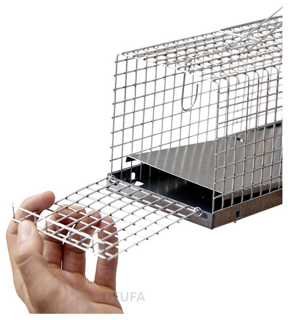 Main ouvrant la porte avant d'un piège à animaux en fil de fer avec une plaque métallique à l'intérieur, isolé sur fond blanc.