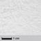 Gros plan d'une poudre blanche fine sur une surface. Une échelle de mesure indiquant '1 cm' est visible en bas de l'image.