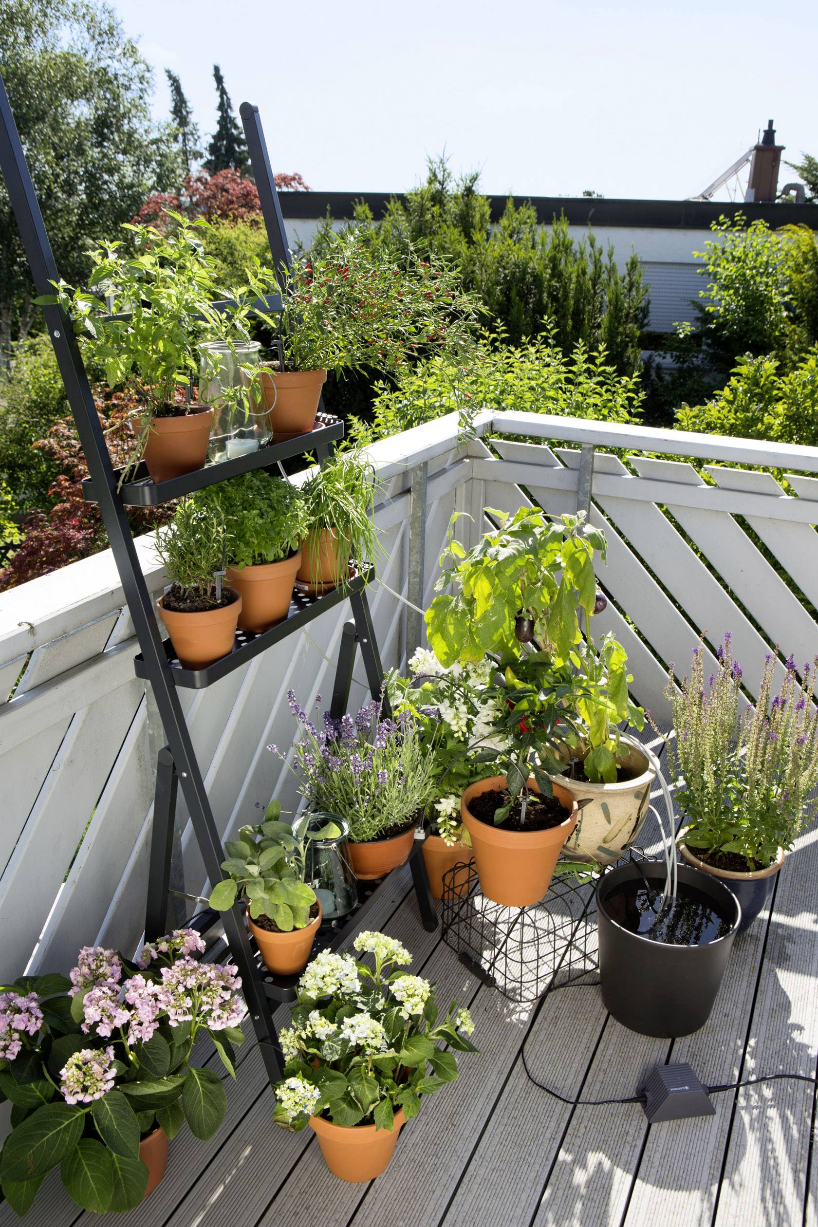 Terrasse avec de petits pots en terre cuite remplis d'herbes et de fleurs, à côté d'une étagère à échelle contenant d'autres plantes, journée ensoleillée, environnement verdoyant.