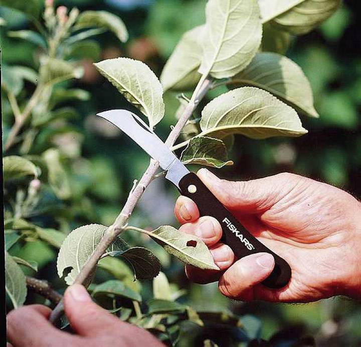 Une personne coupe soigneusement une feuille d'une branche verte d'un arbre à l'aide d'un couteau.
