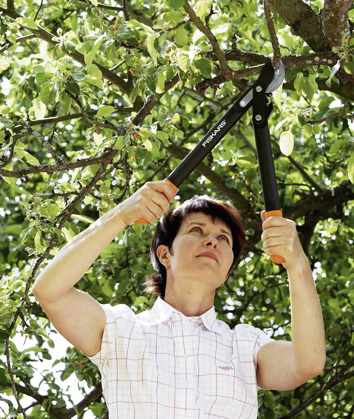 Une personne coupe des branches avec un sécateur. Elle porte une chemise à carreaux et se trouve à l'extérieur sous un arbre vert.