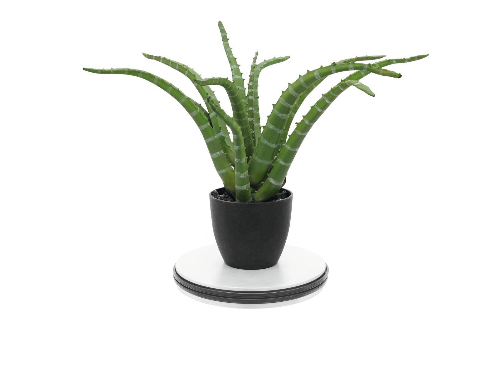 Une plante grasse verte dans un pot noir est posée sur un dessous-de-plat blanc.