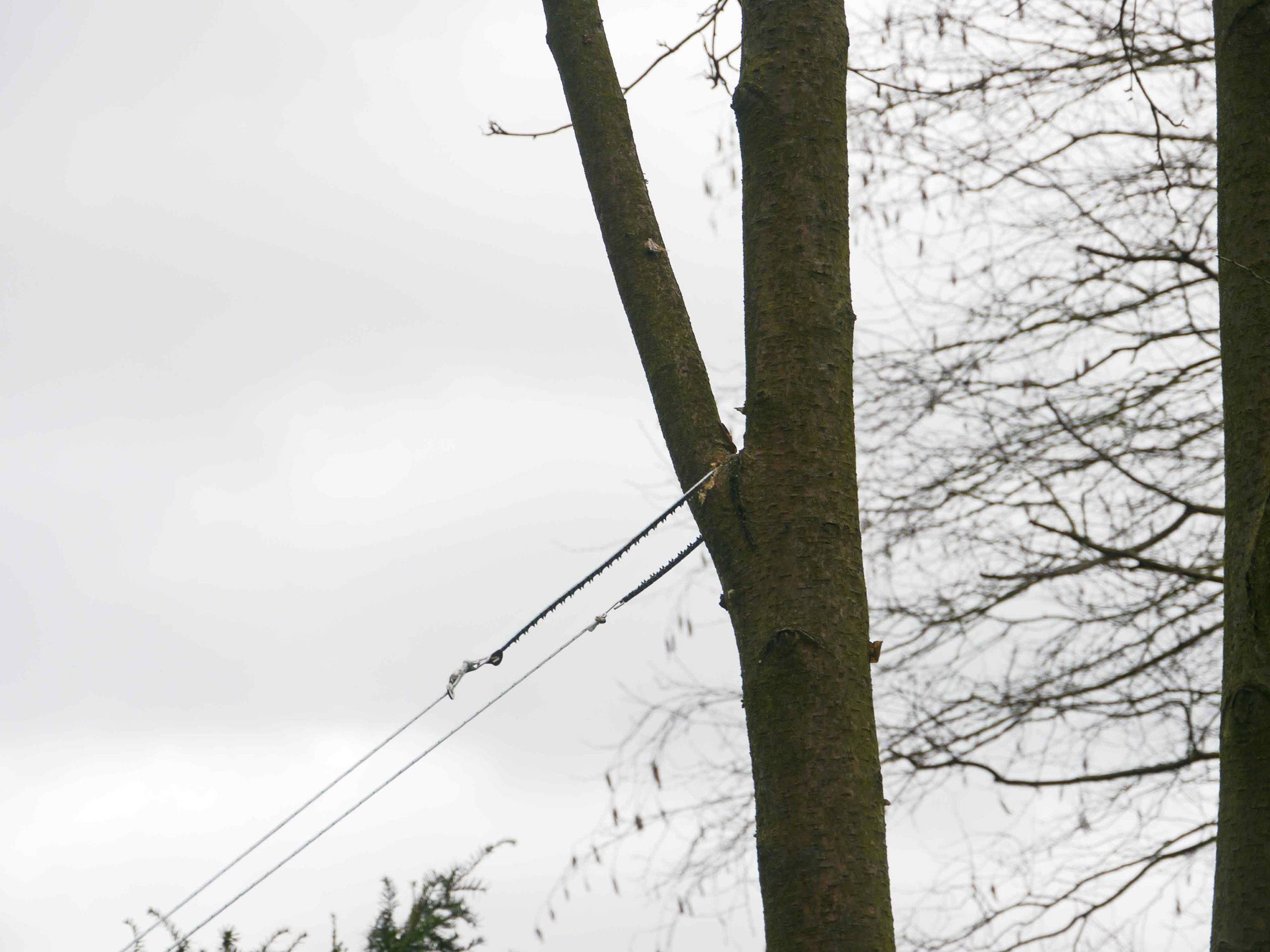 Une corde relie un arbre à une autre structure, probablement pour assurer sa stabilité. L'arrière-plan montre un ciel nuageux et des branches.