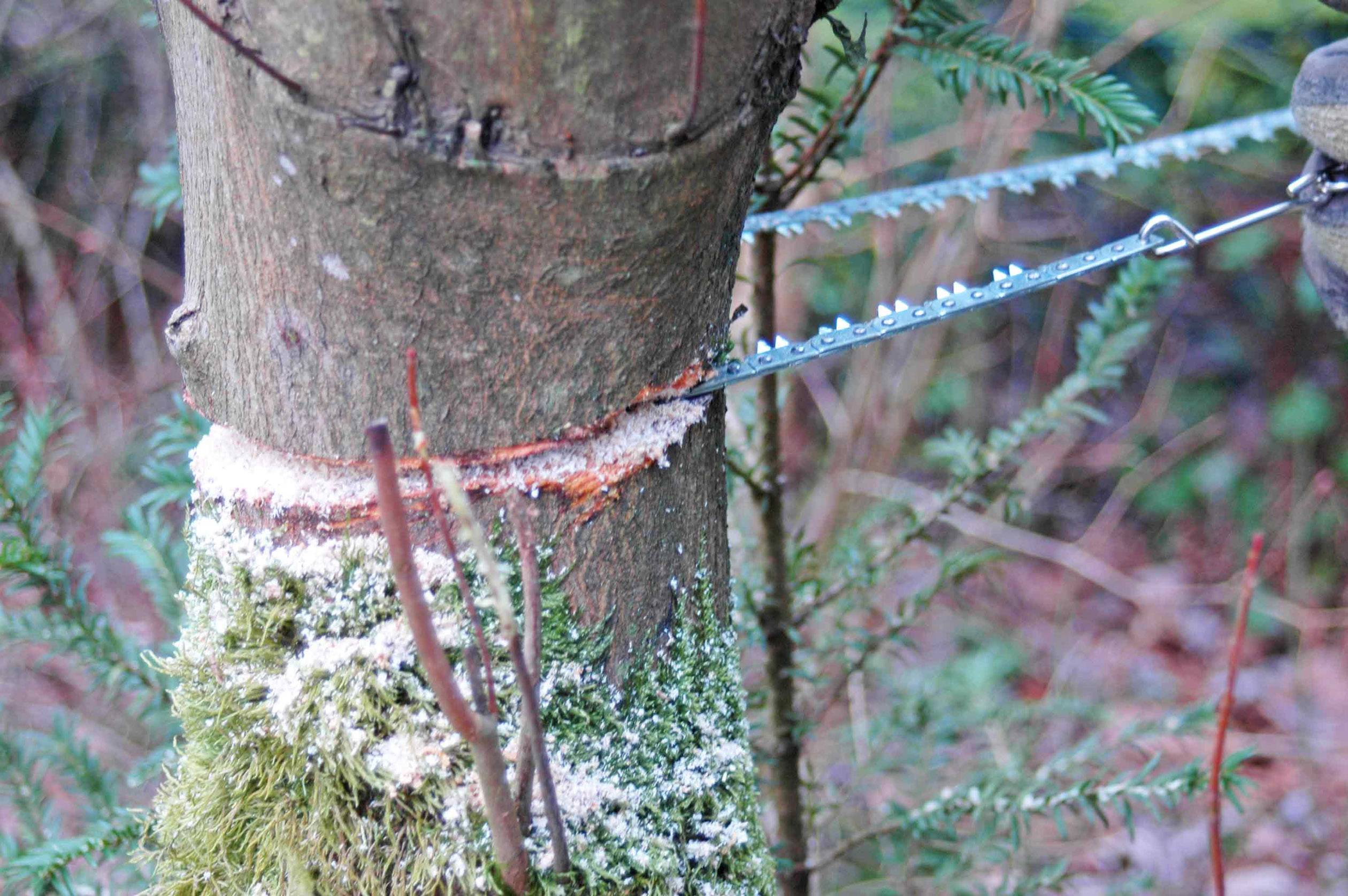 Une scie à main coupe un tronc d'arbre. L'arbre est recouvert de mousse. Une main gantée tient la scie.