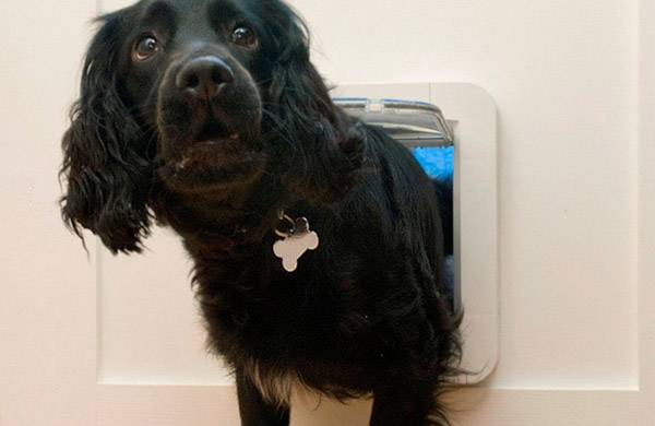 Un chien noir avec un pendentif en forme d'os passe sa tête par une chatière.