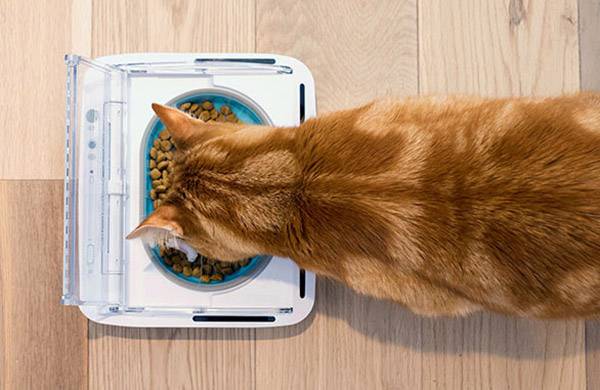 Un chat roux mange de la nourriture sèche dans un bol bleu et blanc posé sur un sol en bois.