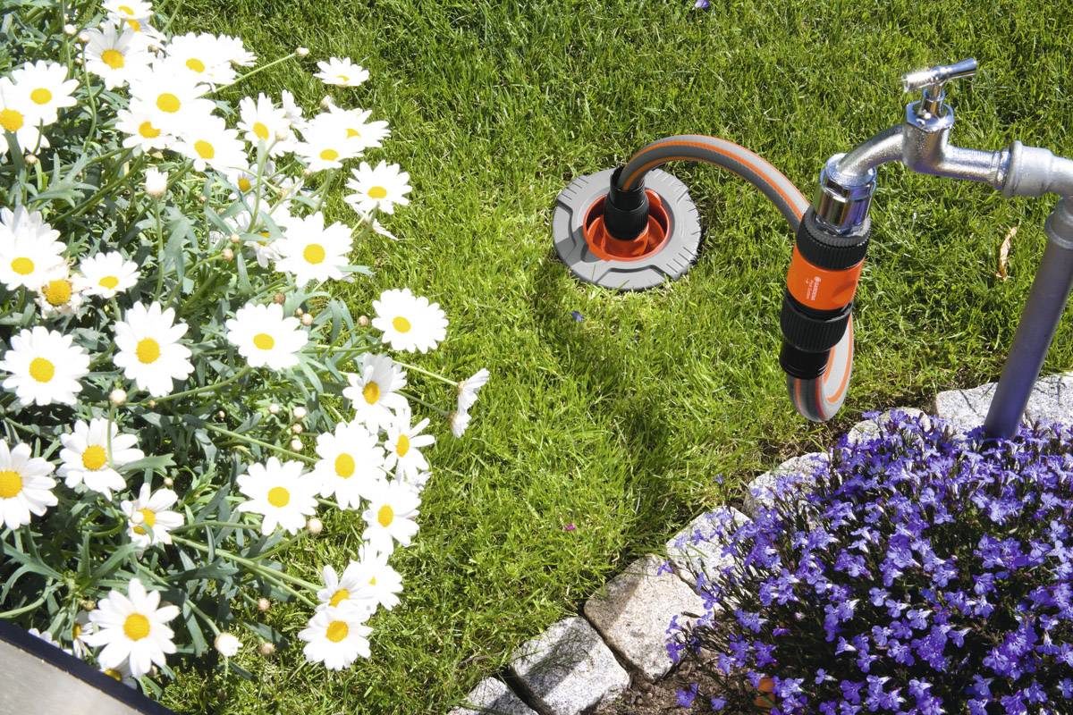 Jardin avec des marguerites en fleurs et des fleurs mauves. Un tuyau d'arrosage est connecté à un robinet, prêt à irriguer.