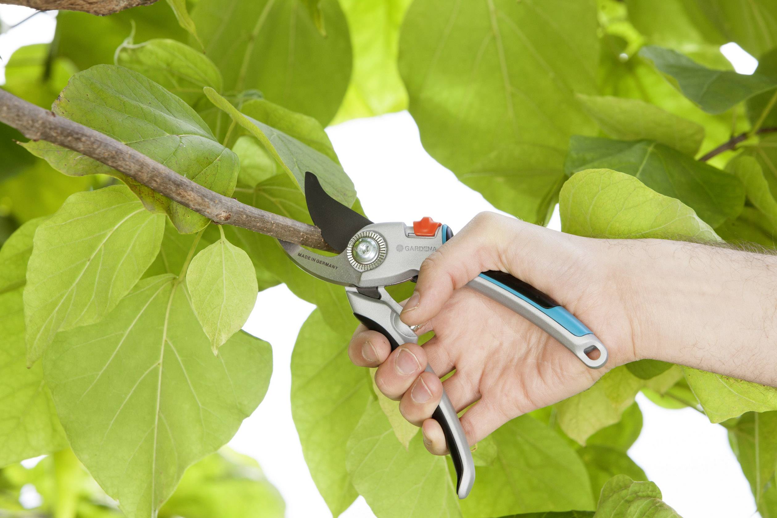 Une main coupe une branche d'un arbre aux grandes feuilles vertes à l'aide d'un sécateur de jardin.