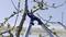 Un sécateur coupe une branche sur un arbre aux jeunes feuilles sous un ciel dégagé.