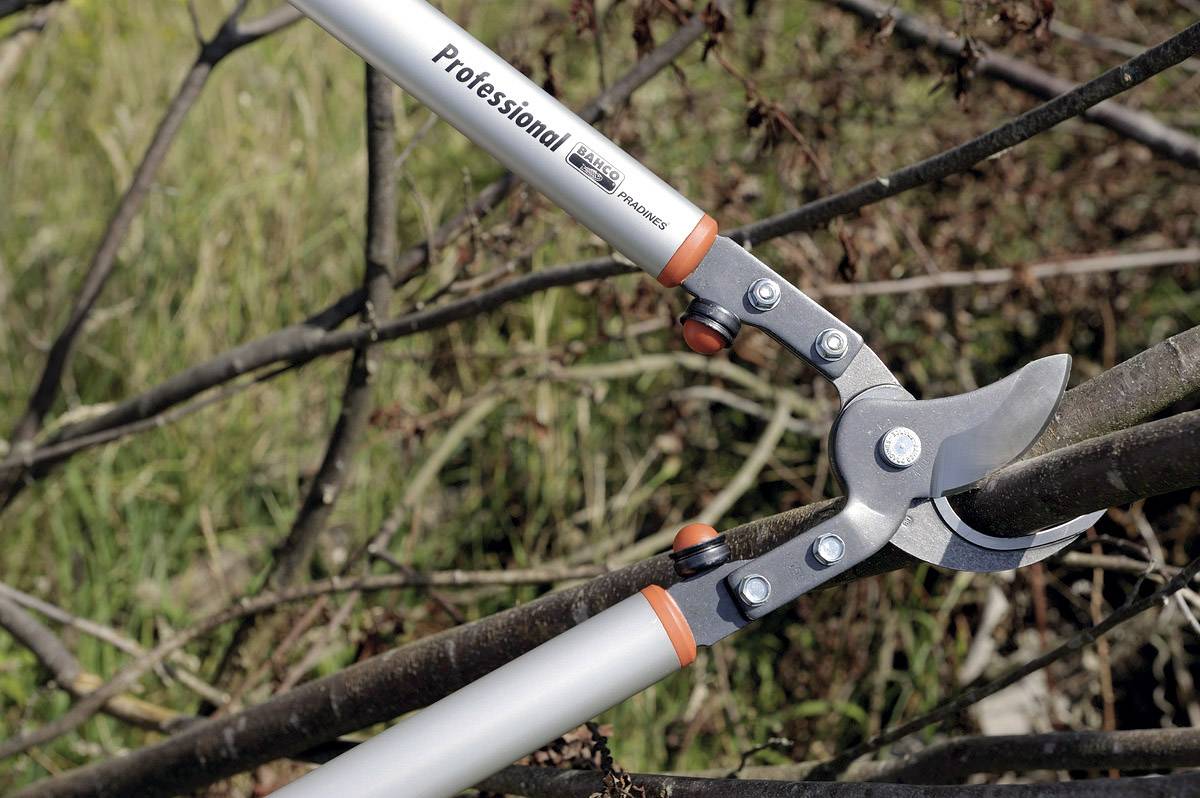 Un sécateur coupe une branche. La poignée est étiquetée 'Professional'. L'arrière-plan montre des branches floues.