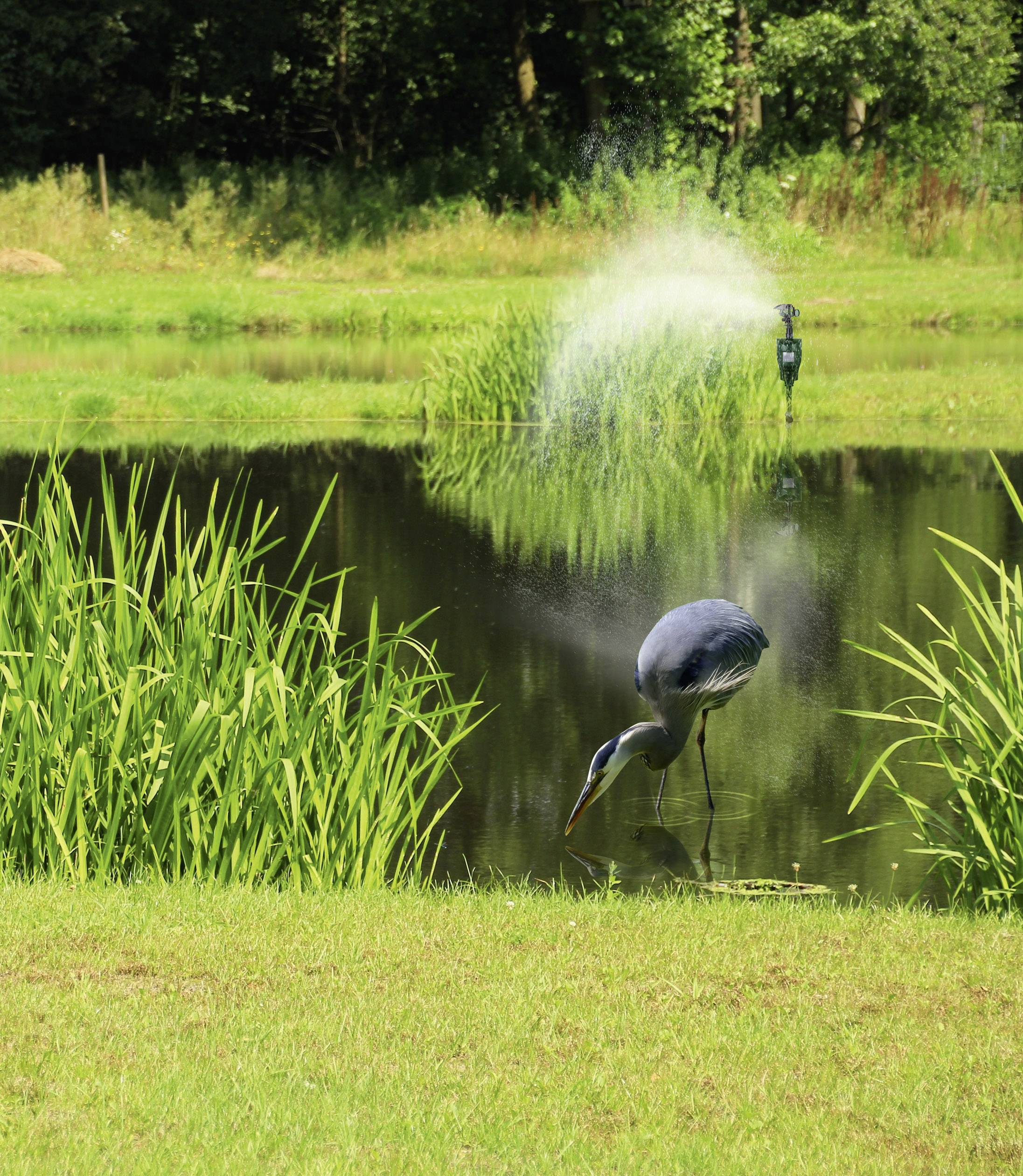 Dispositif anti-nuisibles Gardigo Water PIR Type de fonctions jet d'eau Champ d'action 60 m² 1 pc(s)-6