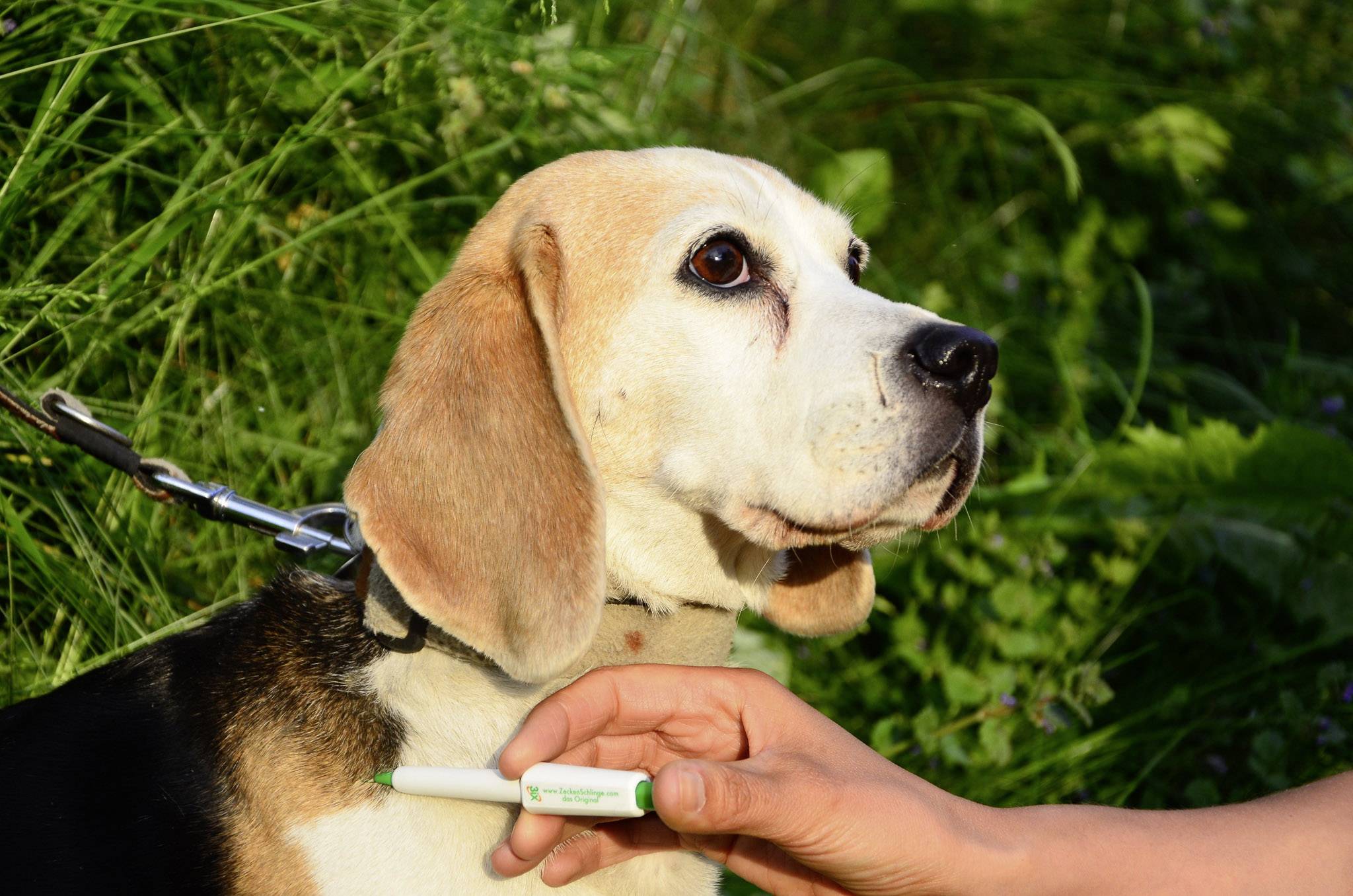 Un chien est assis dans l'herbe, tandis que quelqu'un fait passer un lecteur de micropuce près de son cou. Le chien est attentif et porte un collier.