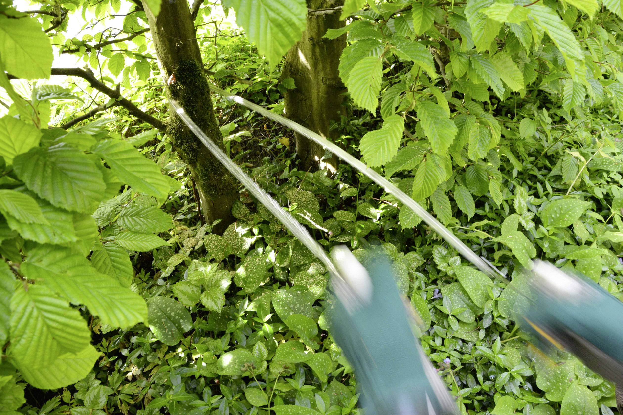Deux mains gantées utilisent un sécateur pour couper une branche d'un arbre dans un feuillage dense.