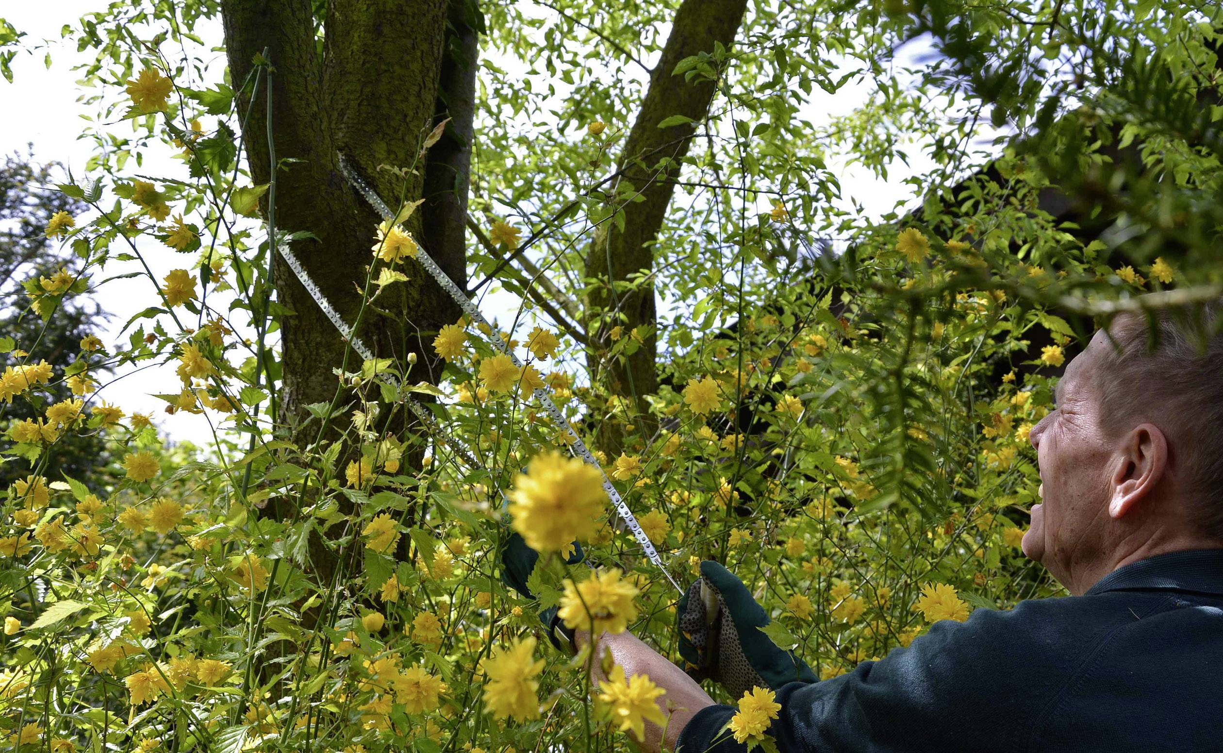 Un jardinier taille des branches d'un arbre, entouré de fleurs jaunes. Le soleil brille à travers les feuilles, c'est une journée ensoleillée.
