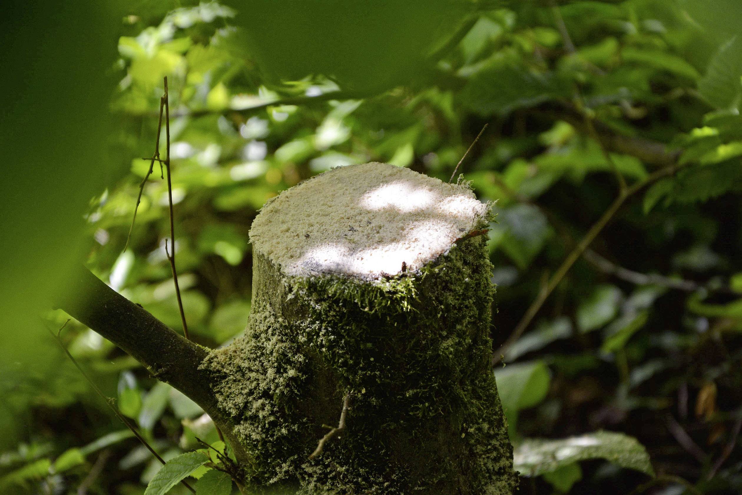 Une souche d'arbre dans la forêt, illuminée par la lumière du soleil, entourée de feuilles vertes et de mousse, symbolise la protection de la nature ou l'entretien forestier.