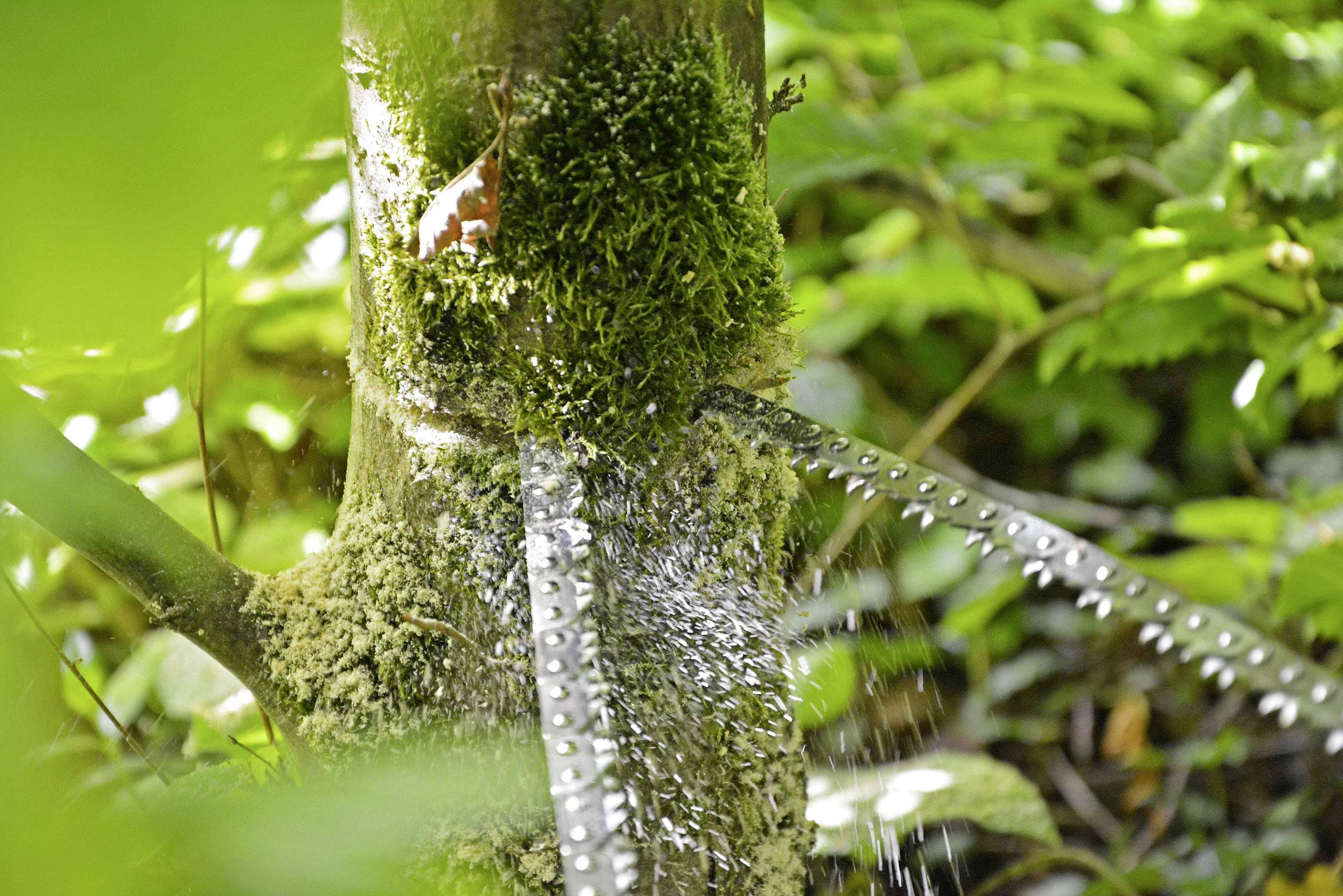 Un arbre est scié par une tronçonneuse, des copeaux volent. Environnement de feuillage vert.