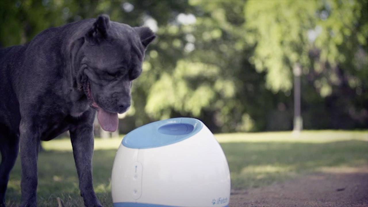 iFetch Too Lanceur de balles blanc, bleu 1 pc(s)-11