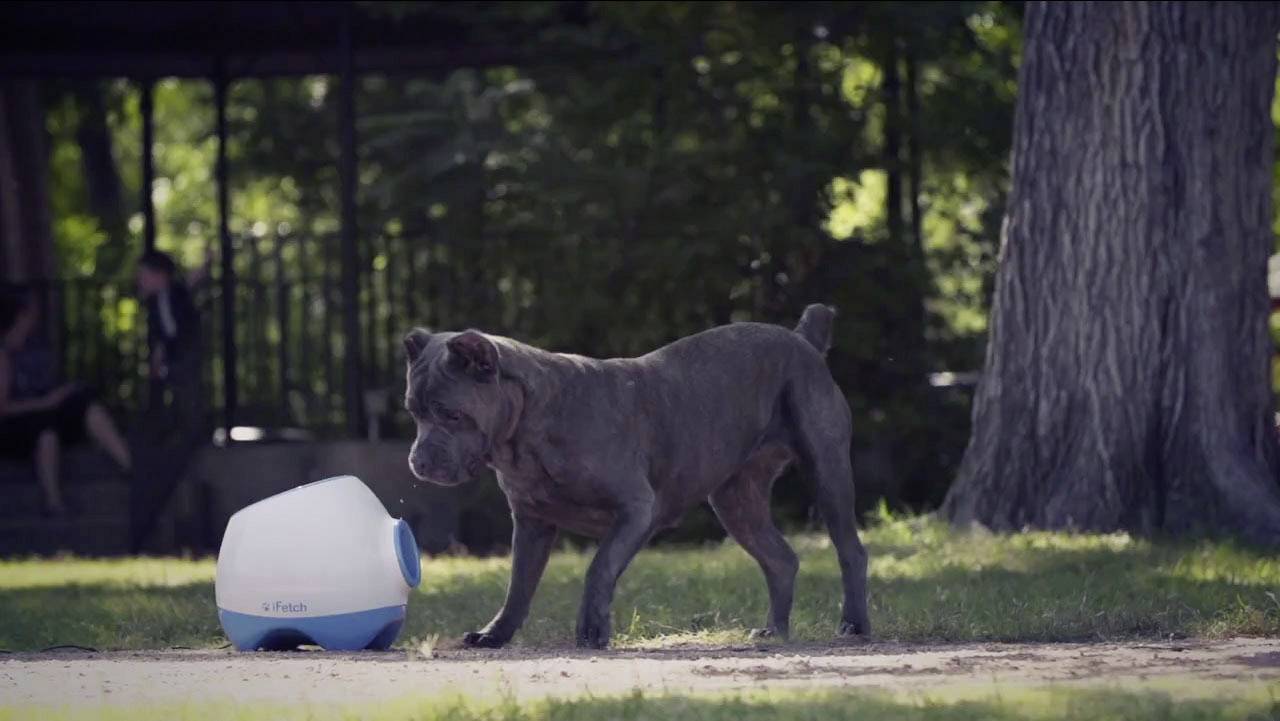 iFetch Too Lanceur de balles blanc, bleu 1 pc(s)-12