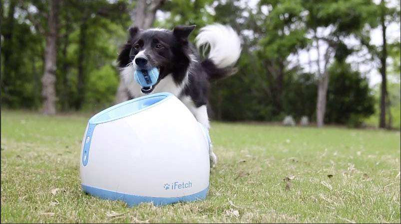 iFetch Too Lanceur de balles blanc, bleu 1 pc(s)-13