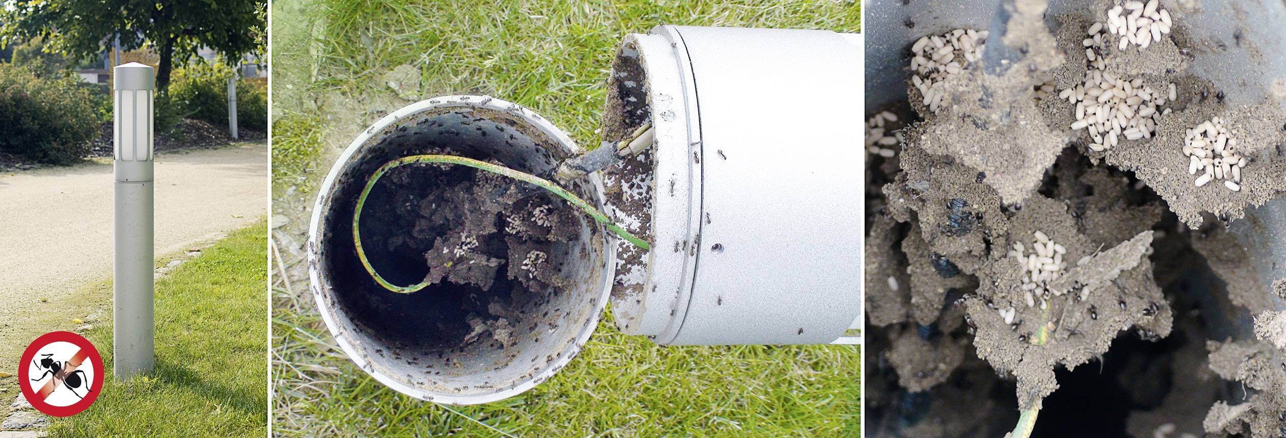 'Fourmis dans un lampadaire' : Un lampadaire révèle un nid de fourmis à l'intérieur. Un panneau met en garde contre la présence de fourmis dans la zone.