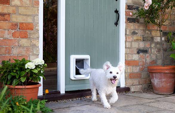 Un chien blanc court joyeusement à travers une chatière dans une porte verte. À côté se trouvent des pots de fleurs et des murs de briques.