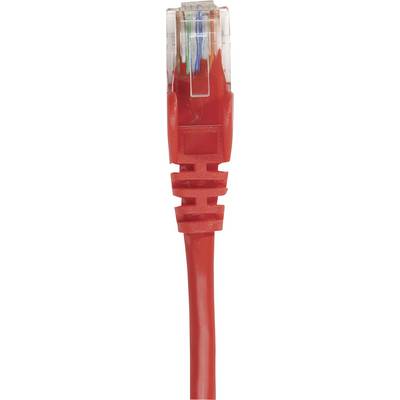 Un câble Ethernet rouge avec une prise RJ45 transparente, montrant les fils colorés à l'intérieur, symbolise la connectivité réseau.