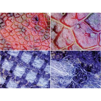 Gros plan sur des textures : En haut à gauche et à droite, des surfaces écailleuses rouges ressemblant à des pétales de fleur ; en bas à gauche, un motif à carreaux bleu ; en bas à droite, une structure fibreuse bleue.