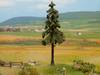 NOCH 21924 Arbre sapin rouge 145 mm 1 pc(s)