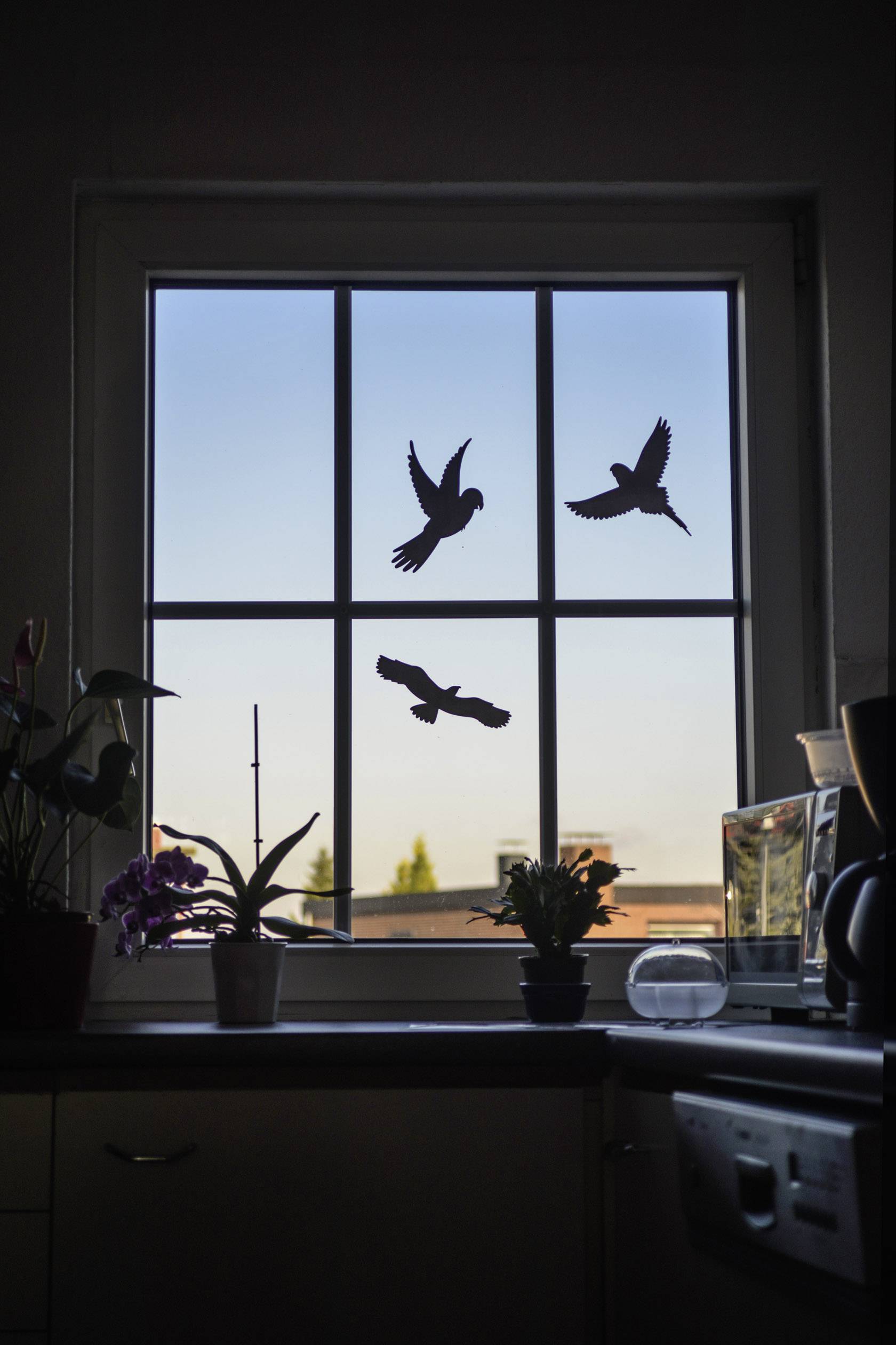 Autocollant de fenêtre d'oiseau Gardigo Birdprotection Type de fonctions effet dissuasif 5 pc(s)-2