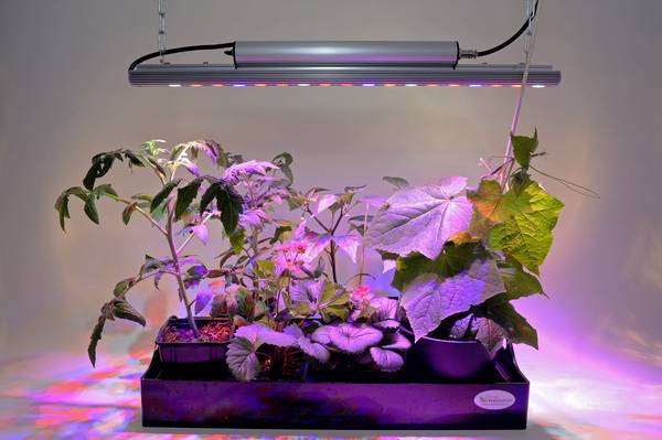 Venso Lampe pour plantes à LED, croissance  65 cm 230 V LED intégrée 35 W  RVBB   1 pc(s)