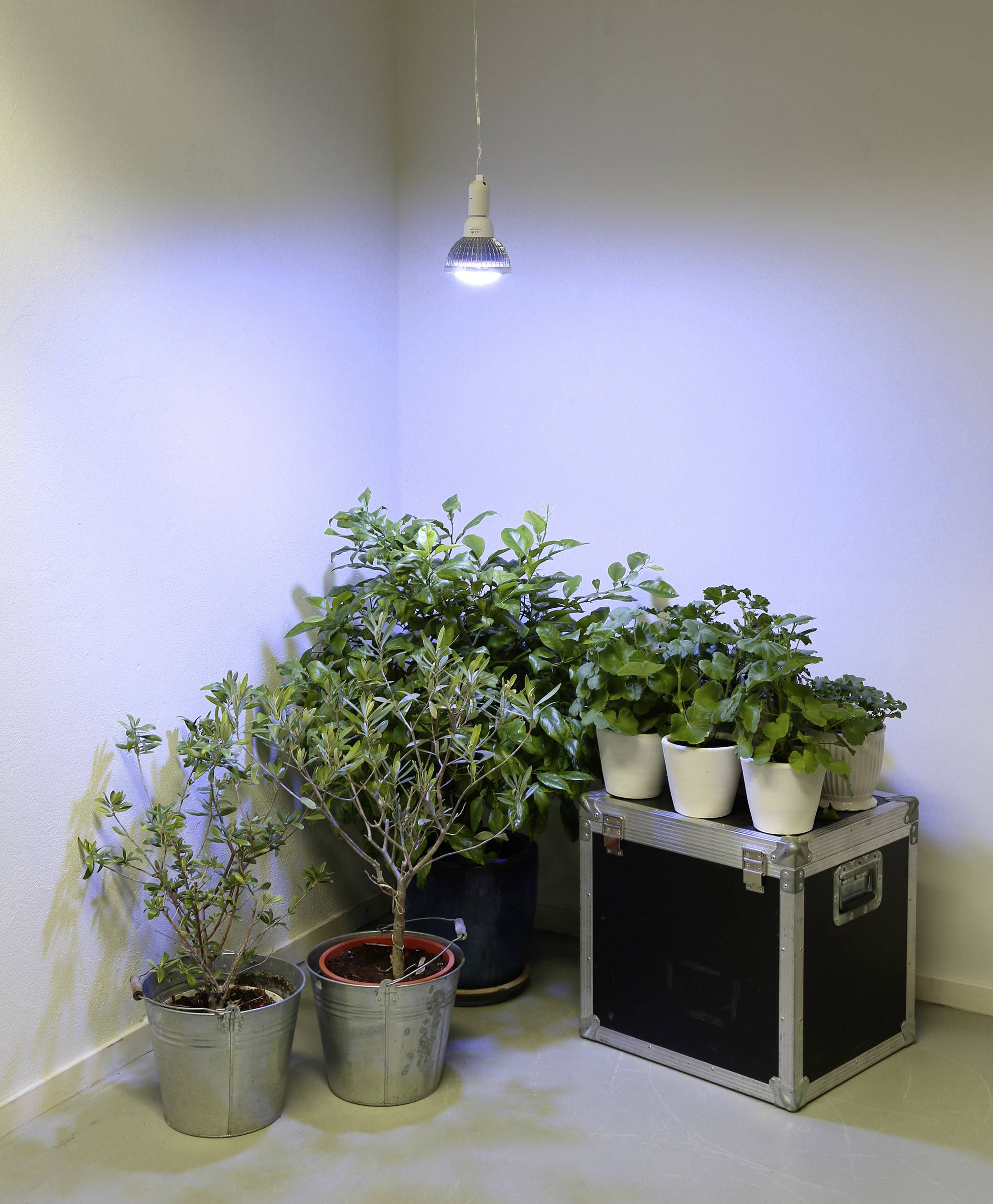 Venso Lampe de Culture E27 Plantes d'Intérieur - Bloomling Suisse