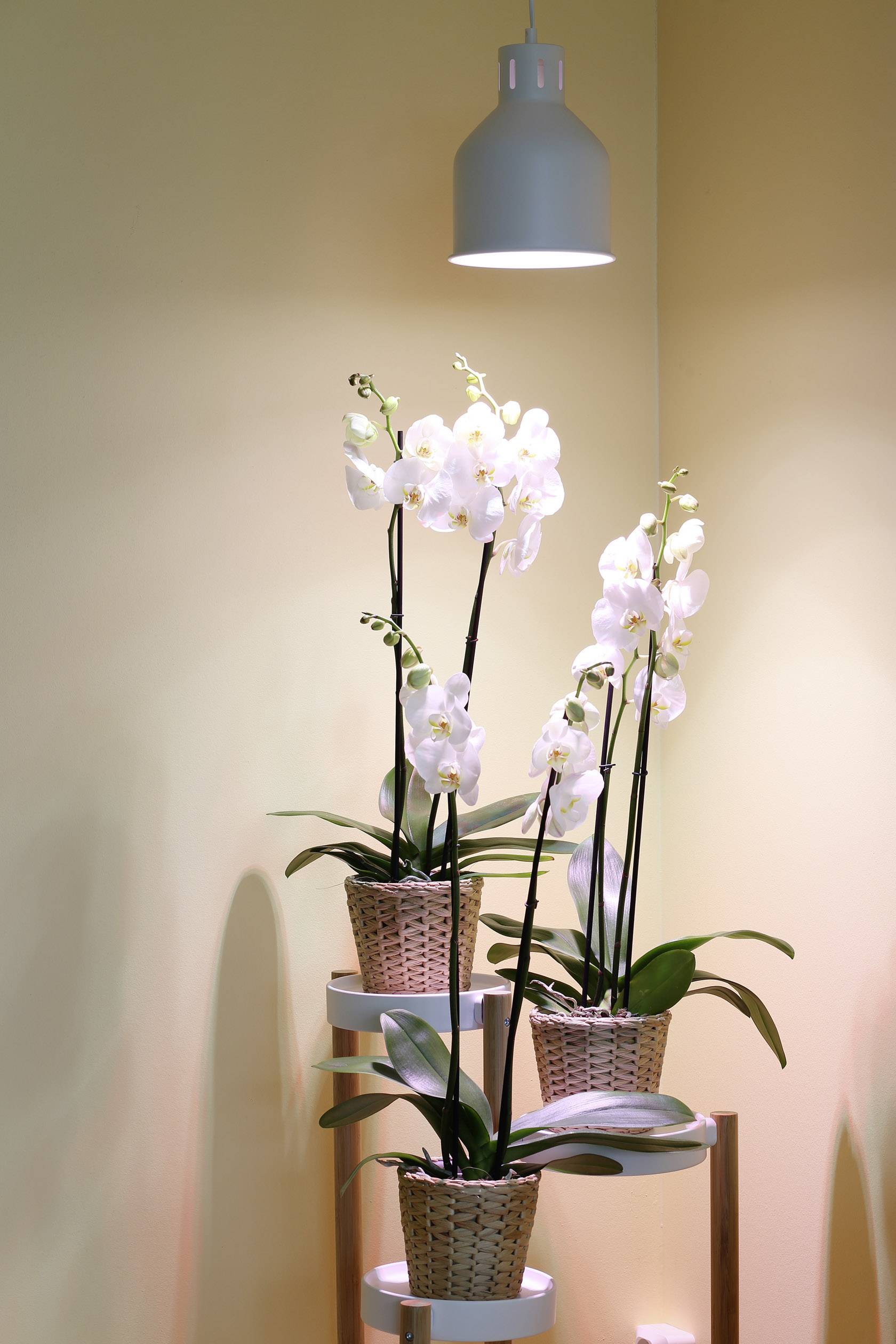 Trois orchidées blanches dans des pots bruns sont disposées les unes au-dessus des autres sur un support vert, éclairées par une suspension.