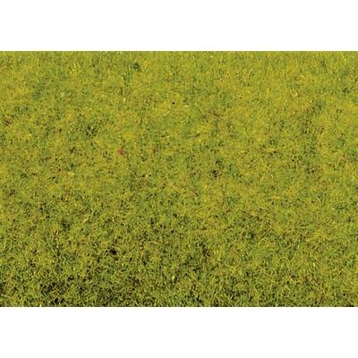 Prairie verte, parsemée de fleurs sauvages jaunes.
