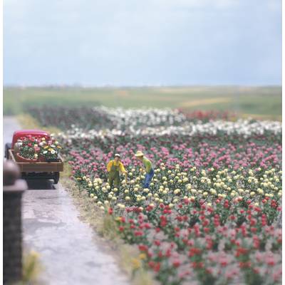 Deux jardiniers cueillent des fleurs dans un grand champ de fleurs rempli de corolles colorées. Un camion chargé de fleurs est stationné en bordure du champ.