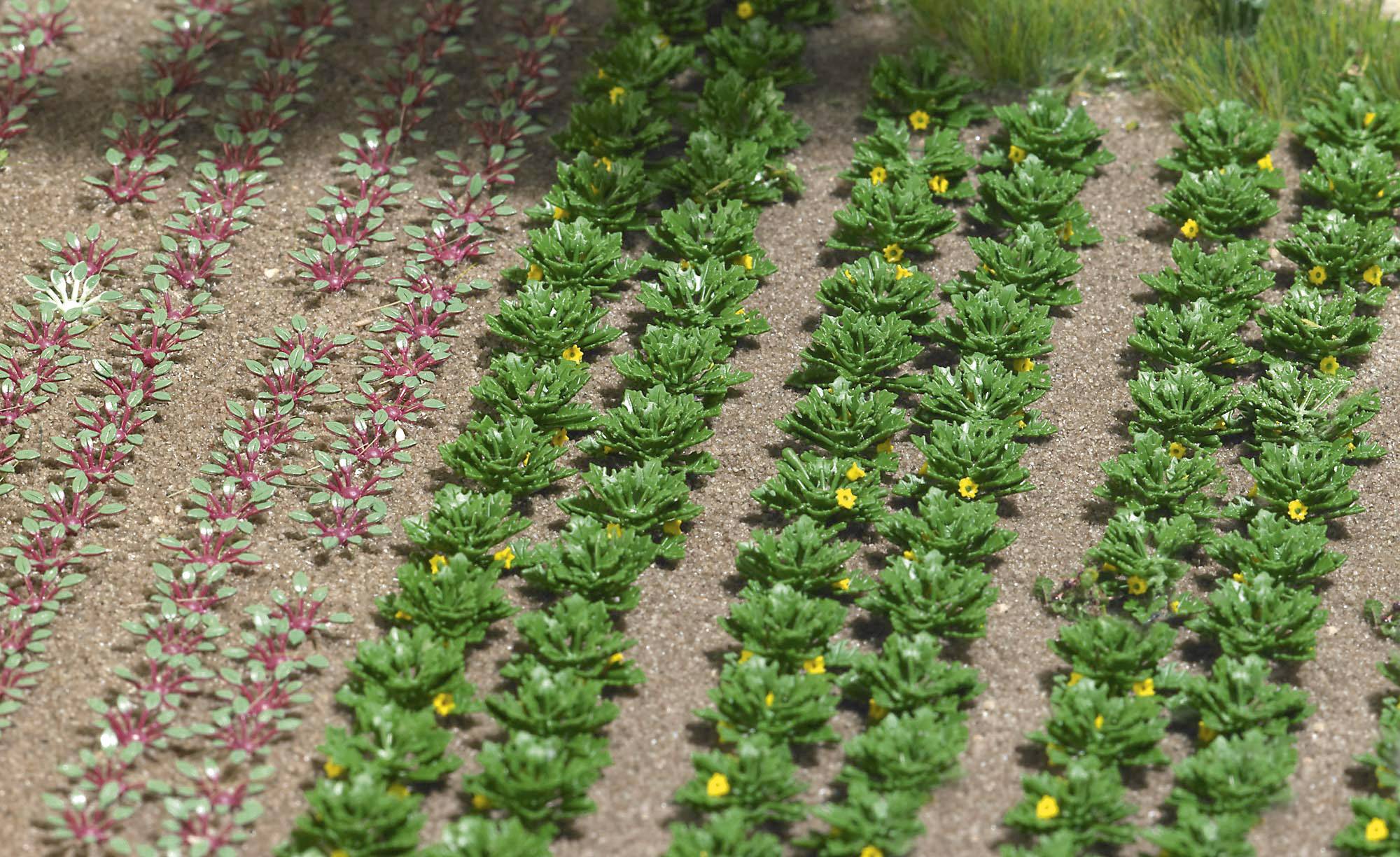 Rangées de champs avec différentes plantes : à gauche des feuilles rouge-vert, à droite des plantes vertes avec des fleurs jaunes, plantées dans la terre.