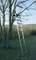 Une échelle est appuyée contre un arbre, quelqu'un travaille en haut dans les branches. Il porte des vêtements de protection. La scène se déroule dans un parc ou une zone forestière.