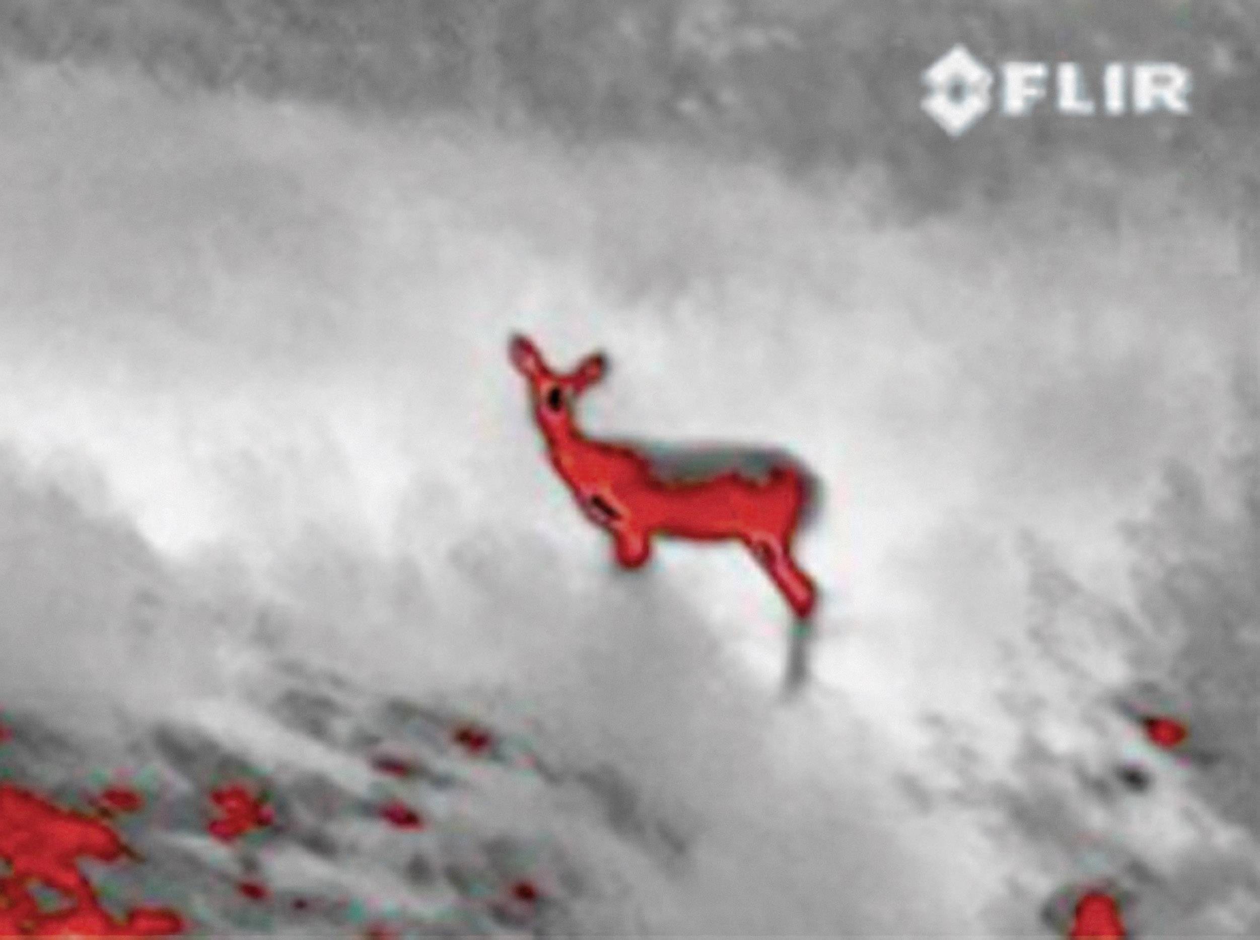 Un cerf se tient dans un paysage champêtre, capturé par une caméra thermique, l'animal étant mis en évidence en rouge.