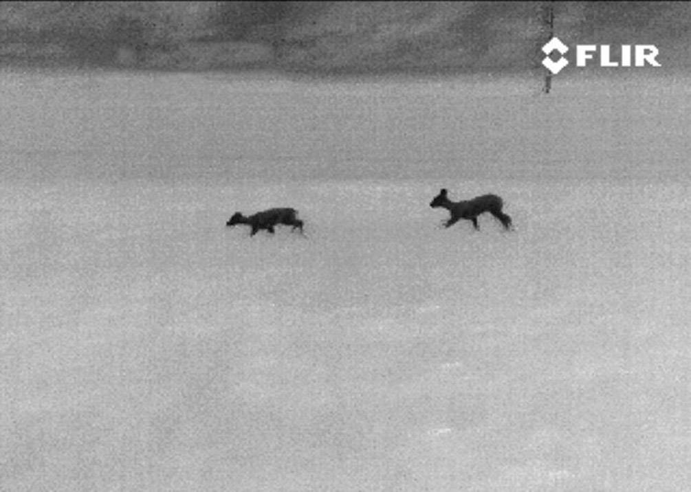 Deux animaux marchent côte à côte sur un champ ouvert dans une image thermique infrarouge, avec un arrière-plan flou.