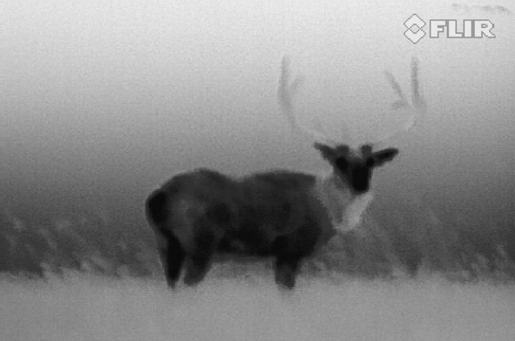 Un cerf se tient dans un champ, photographié avec une caméra thermique. L'image révèle des contrastes de différences de température.