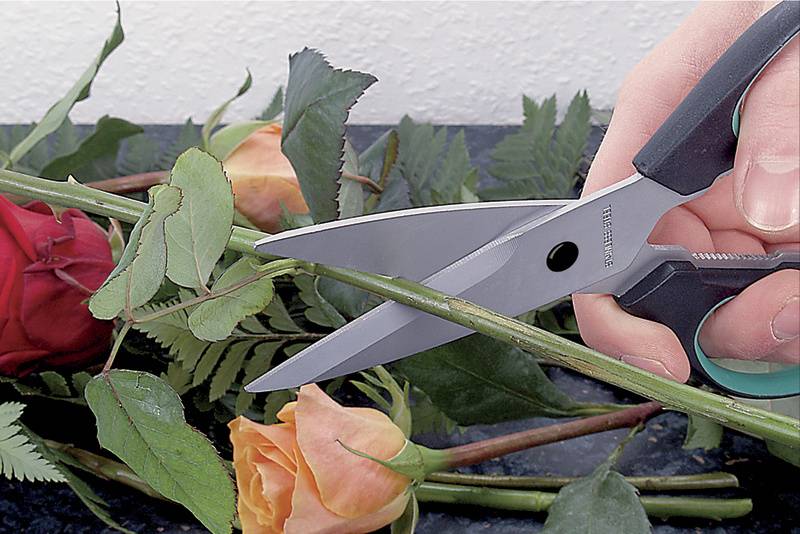 Une main coupe la tige d'une rose avec des ciseaux. En arrière-plan, d'autres roses aux pétales colorés sont disposées.