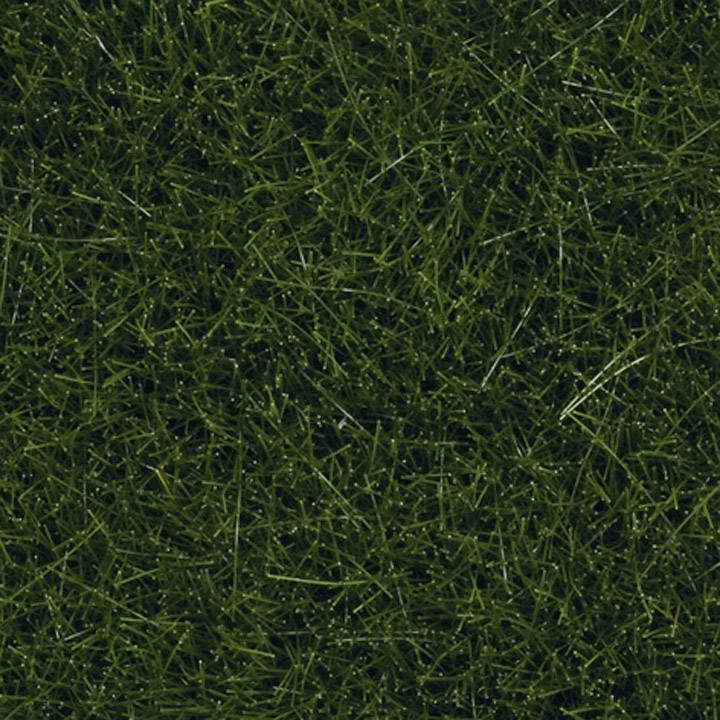 Gazon dense, uniformément vert, qui couvre entièrement le sol. Idéal pour une pelouse soignée et naturelle.