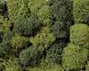 Mousse NOCH 08610 vert clair, vert foncé