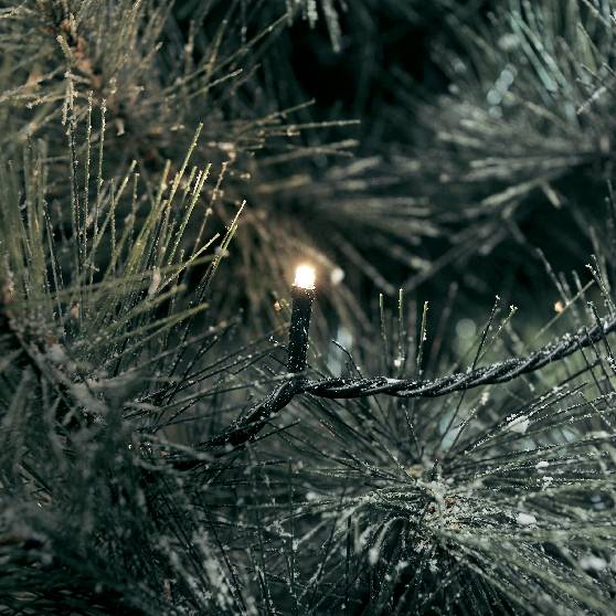Une guirlande de Noël unique brille entre les aiguilles d'un sapin, créant une atmosphère festive.