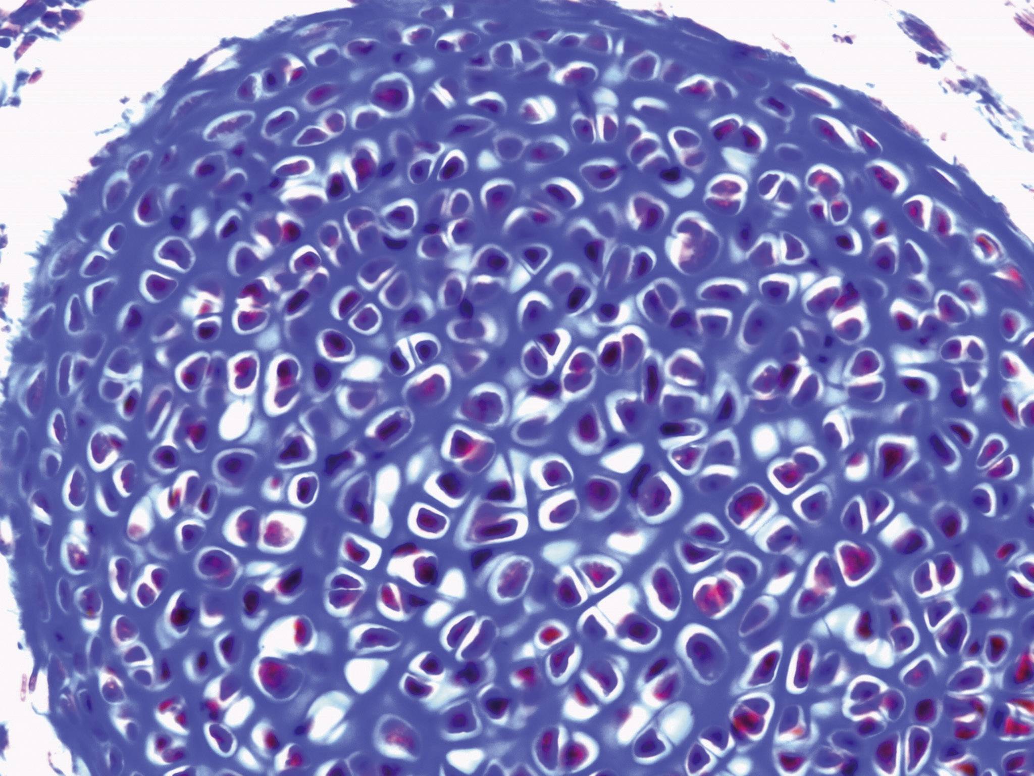 Microscope Leica DM300-5